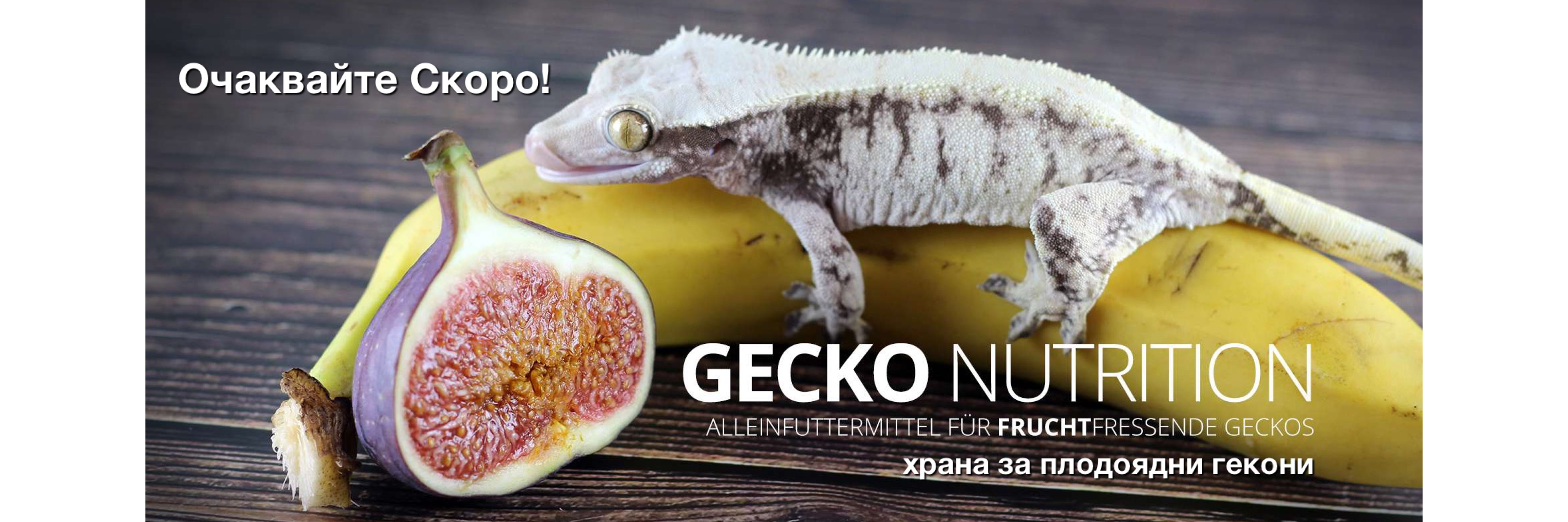 Gecko Nutrition